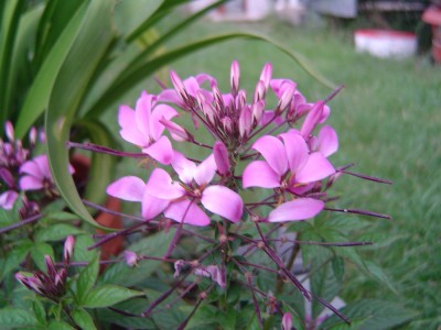 Spinnenblume 1a.jpg
