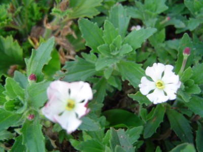 Marzipan-Phlox.jpg