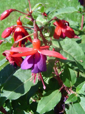 Fuchsie.jpg