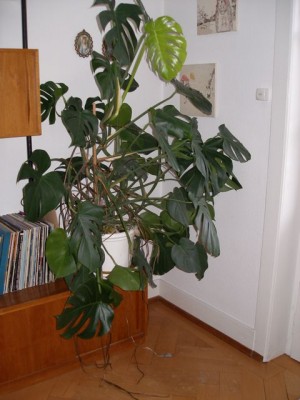 Monstera Dez 2008.jpg