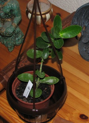 IMG_1848 Hoya golomcaiana.jpg