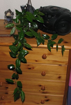 IMG_1846 Hoya paziae.jpg