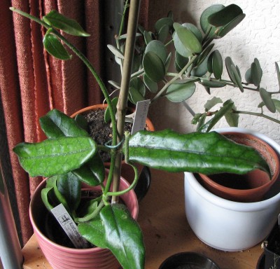 IMG_1845 Hoya globulosa.jpg