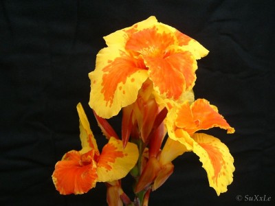 canna_cattleya .jpg