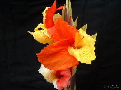 canna_surprise_2.jpg