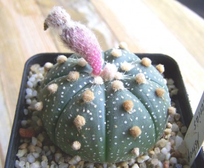 asteriasfrucht_1024_841.jpg
