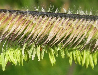 08.08.2009 bouteloua gracilis1.jpg