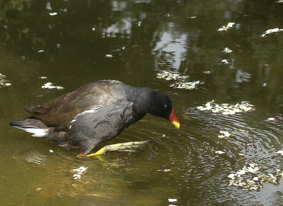 08.08.2009 walking on water1.jpg