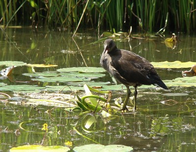 08.08.2009 walking on water.jpg