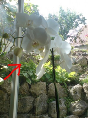 FROSCH-eingang.jpg