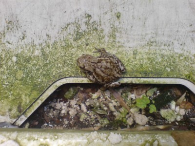 FROSCH.jpg