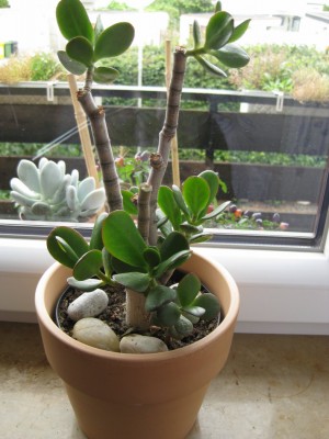 Bild 050_788x1050.jpg