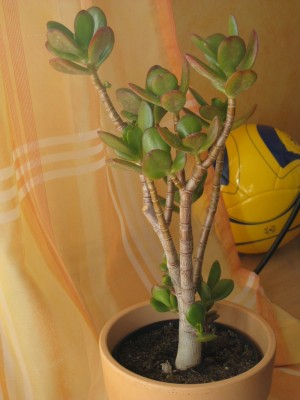 Bild 242_1067x800.jpg