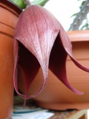 Blüte offen.jpg