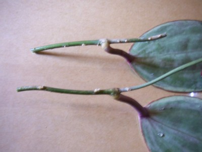 macrophylla2.jpg