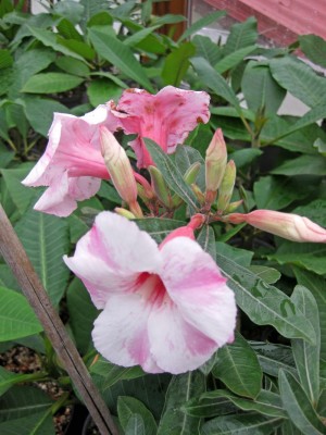 IMG_1717_edited.JPG