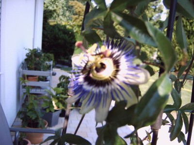 Gartenlol 020.jpg