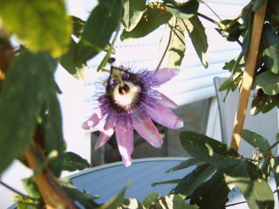 Gartenlol 015.jpg