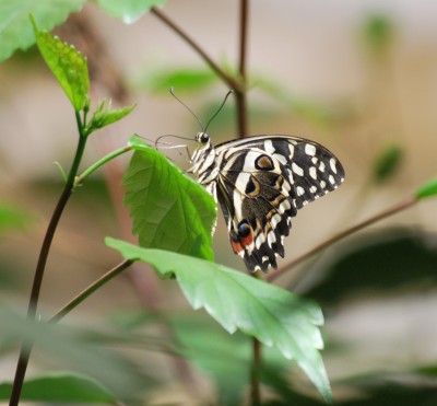 Schmetterlingsgarten_15.jpg