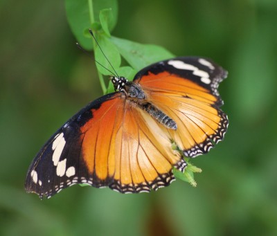 Schmetterlingsgarten_13.jpg