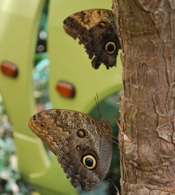 Schmetterlingsgarten_29.jpg