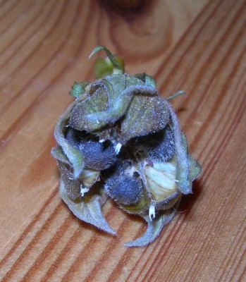 DSCN1136 [1024x768].JPG