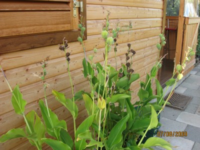 Green2009_2710.jpg