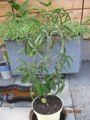 Green2009_2709.jpg