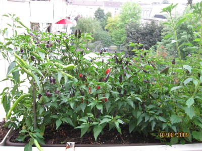 Green2009_2712.jpg