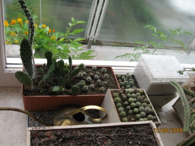Green2009_2717.jpg