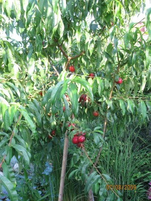 Green2009_2711.jpg