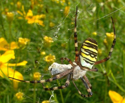 08.08.2009 mahlzeit.jpg