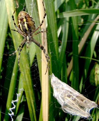 08.08.2009 vorratshaltung.jpg