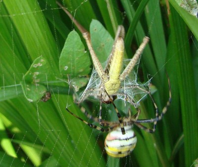 08.08.2009 - 1.wusch &amp; keine chance mehr.jpg