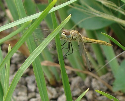08.08.2009 libelle1.jpg
