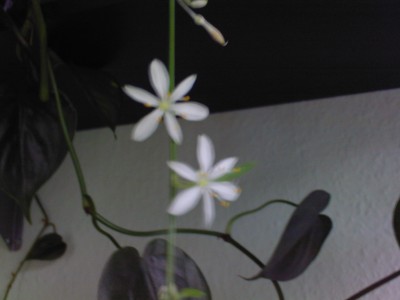 Foto-0041.jpg