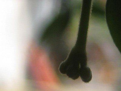 IMG_8032.JPG