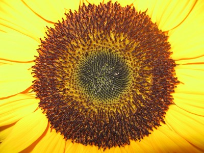 Sonnenblume.jpg