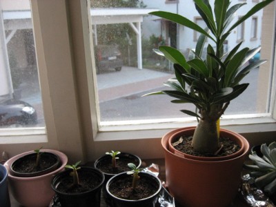 IMG_0253 - Adenium Obesum Größenvergleich.jpg