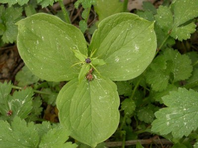 Paris quadrifolia.JPG