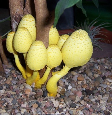 gelber Pilz im Benjamin.jpg