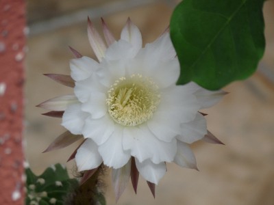 P1040070(1).JPG