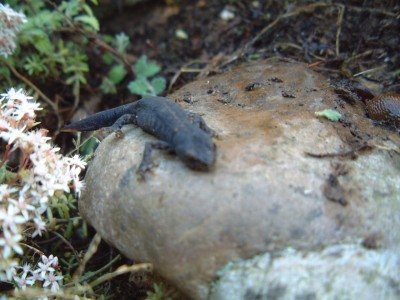 DSCF0166.JPG