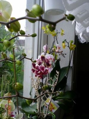 DSCN52950001.JPG