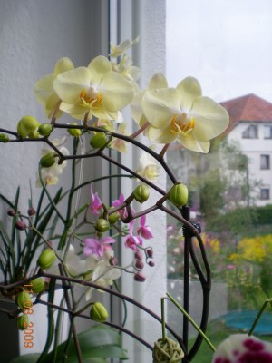DSCN52940001.JPG