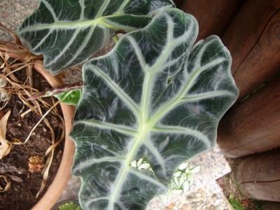 Alocasia.JPG
