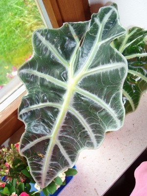 Alocasia-1.JPG