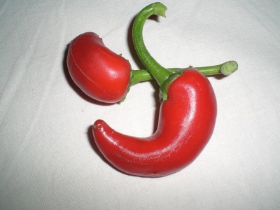 11082009-Cayenne.JPG