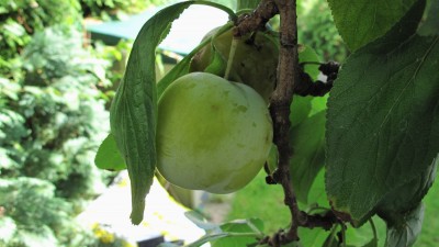 IMG_1557.jpg
