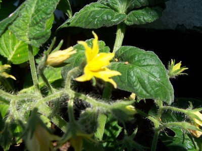 Tomatenblüte.JPG